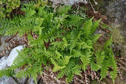 Fotografia da espécie Polypodium interjectum