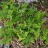 Fotografia 6 da espécie Polypodium interjectum do Jardim Botânico UTAD