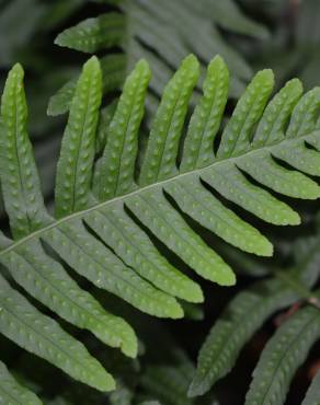 Fotografia 7 da espécie Polypodium interjectum no Jardim Botânico UTAD