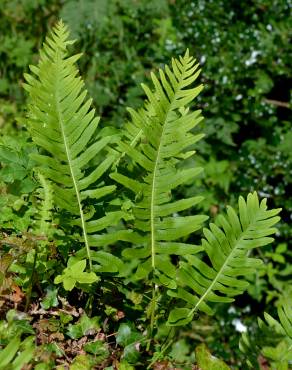 Fotografia 8 da espécie Polypodium interjectum no Jardim Botânico UTAD