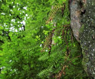 Fotografia da espécie Polypodium interjectum