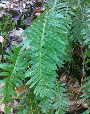 Fotografia 10 da espécie Polypodium interjectum no Jardim Botânico UTAD