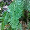 Fotografia 10 da espécie Polypodium interjectum do Jardim Botânico UTAD