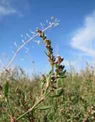 Polygonum aviculare