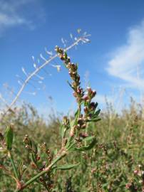 Fotografia da espécie Polygonum aviculare