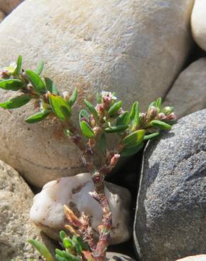 Fotografia 3 da espécie Polygonum aviculare no Jardim Botânico UTAD