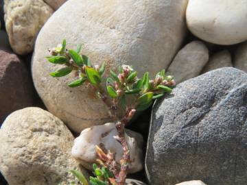 Fotografia da espécie Polygonum aviculare