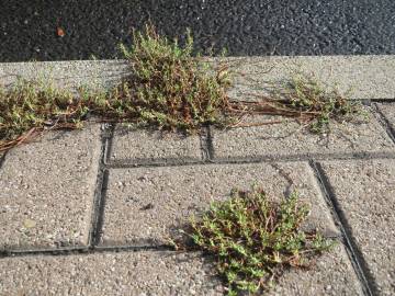 Fotografia da espécie Polygonum aviculare