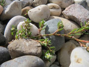 Fotografia da espécie Polygonum aviculare