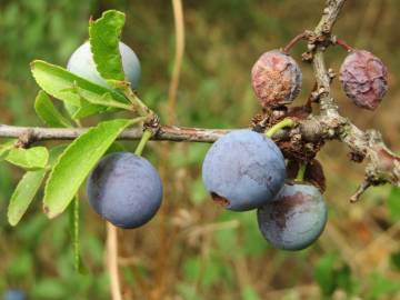 Fotografia da espécie Prunus spinosa