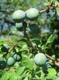 Fotografia da espécie Prunus spinosa