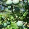 Fotografia 7 da espécie Prunus spinosa do Jardim Botânico UTAD