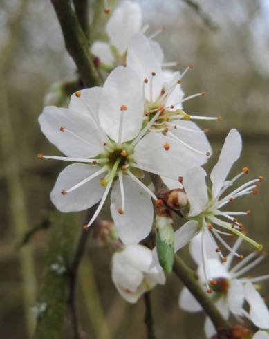 Fotografia de capa Prunus spinosa - do Jardim Botânico