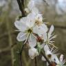 Fotografia 1 da espécie Prunus spinosa do Jardim Botânico UTAD