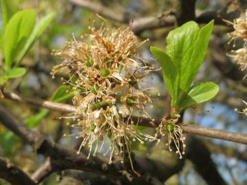 Fotografia da espécie Prunus spinosa