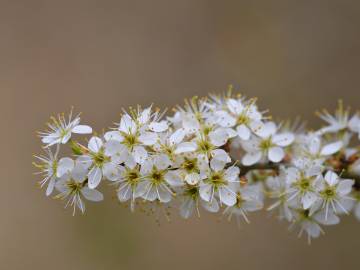 Fotografia da espécie Prunus spinosa