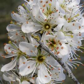 Fotografia da espécie Prunus spinosa