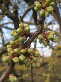 Fotografia da espécie Prunus spinosa