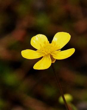 Fotografia 3 da espécie Potentilla erecta no Jardim Botânico UTAD