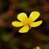 Fotografia 3 da espécie Potentilla erecta do Jardim Botânico UTAD