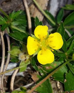 Fotografia 4 da espécie Potentilla erecta no Jardim Botânico UTAD