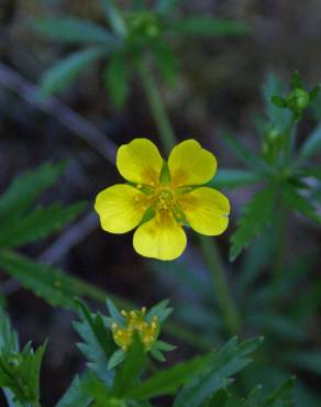 Fotografia 5 da espécie Potentilla erecta no Jardim Botânico UTAD