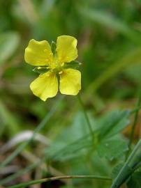 Fotografia da espécie Potentilla erecta