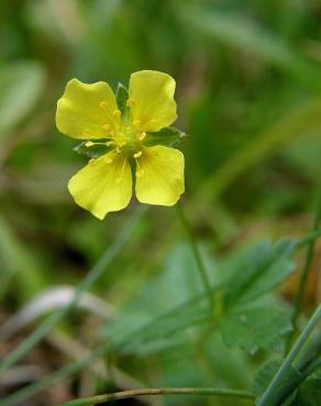 Fotografia 6 da espécie Potentilla erecta no Jardim Botânico UTAD