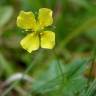 Fotografia 6 da espécie Potentilla erecta do Jardim Botânico UTAD