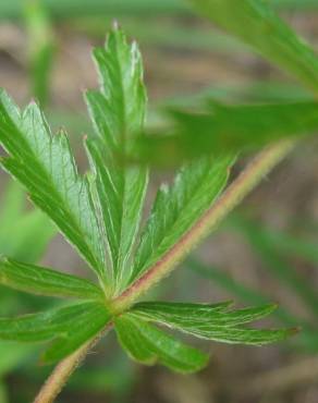 Fotografia 7 da espécie Potentilla erecta no Jardim Botânico UTAD