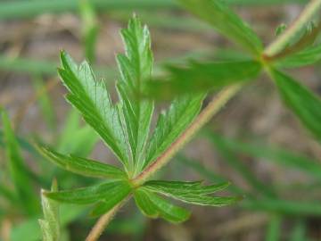 Fotografia da espécie Potentilla erecta