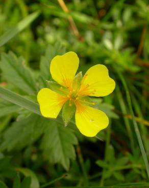 Fotografia 8 da espécie Potentilla erecta no Jardim Botânico UTAD