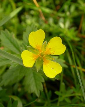 Fotografia 8 da espécie Potentilla erecta no Jardim Botânico UTAD