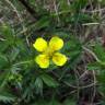 Fotografia 9 da espécie Potentilla erecta do Jardim Botânico UTAD