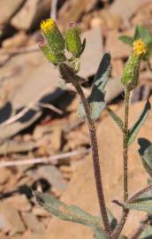 Fotografia da espécie Senecio lividus