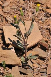 Fotografia da espécie Senecio lividus