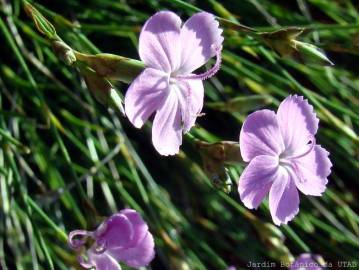 Fotografia da espécie Dianthus pungens subesp. langeanus