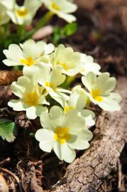 Fotografia da espécie Primula acaulis subesp. acaulis