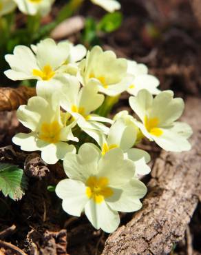 Fotografia 4 da espécie Primula acaulis subesp. acaulis no Jardim Botânico UTAD