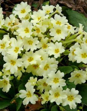 Fotografia 5 da espécie Primula acaulis subesp. acaulis no Jardim Botânico UTAD