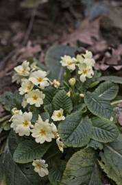 Fotografia da espécie Primula acaulis subesp. acaulis