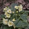 Fotografia 6 da espécie Primula acaulis subesp. acaulis do Jardim Botânico UTAD