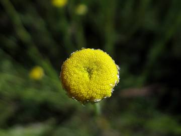 Fotografia da espécie Santolina semidentata