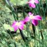 Fotografia 3 da espécie Dianthus lusitanus do Jardim Botânico UTAD