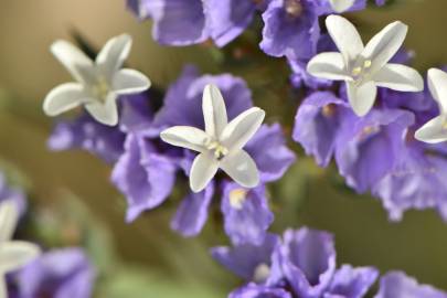 Fotografia da espécie Limonium sinuatum