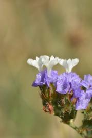 Fotografia da espécie Limonium sinuatum