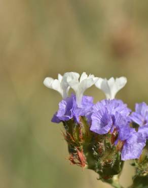 Fotografia 6 da espécie Limonium sinuatum no Jardim Botânico UTAD