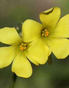 Fotografia 3 da espécie Oxalis pes-caprae no Jardim Botânico UTAD