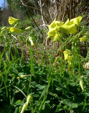 Fotografia 4 da espécie Oxalis pes-caprae no Jardim Botânico UTAD