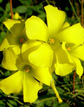 Fotografia 5 da espécie Oxalis pes-caprae no Jardim Botânico UTAD